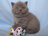 шотландские котята от чемпиона   - <ro>Изображение</ro><ru>Изображение</ru> #4, <ru>Объявление</ru> #496879