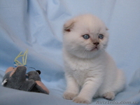 шотландские котята от чемпиона   - <ro>Изображение</ro><ru>Изображение</ru> #3, <ru>Объявление</ru> #496879