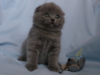 шотландские котята от чемпиона   - <ro>Изображение</ro><ru>Изображение</ru> #5, <ru>Объявление</ru> #496879