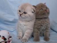 шотландские котята от чемпиона   - <ro>Изображение</ro><ru>Изображение</ru> #2, <ru>Объявление</ru> #496879