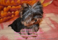 Элитные щеночки йоркширского терьера VIP-Classa! - <ro>Изображение</ro><ru>Изображение</ru> #5, <ru>Объявление</ru> #515488