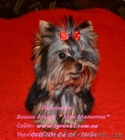 Элитные щеночки йоркширского терьера VIP-Classa! - <ro>Изображение</ro><ru>Изображение</ru> #1, <ru>Объявление</ru> #515488