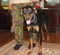 В Хорошие Руки: подрощенный щенок добермана (ч/п сука)  - <ro>Изображение</ro><ru>Изображение</ru> #1, <ru>Объявление</ru> #514889