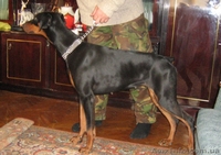 В Хорошие Руки: подрощенный щенок добермана (ч/п сука)  - <ro>Изображение</ro><ru>Изображение</ru> #3, <ru>Объявление</ru> #514889