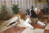 Московская сторожевая-элитные щенки от Чемпиона Украины - <ro>Изображение</ro><ru>Изображение</ru> #1, <ru>Объявление</ru> #515114