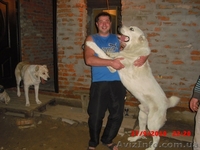 Щенки алабая недорого!!! - <ro>Изображение</ro><ru>Изображение</ru> #1, <ru>Объявление</ru> #496603