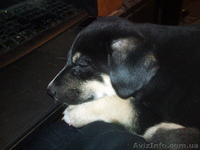 Щенок с приданым, в хорошие руки - <ro>Изображение</ro><ru>Изображение</ru> #1, <ru>Объявление</ru> #546707