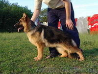 Немецкая овчарка. Высоко-породные щенки. - <ro>Изображение</ro><ru>Изображение</ru> #3, <ru>Объявление</ru> #251631