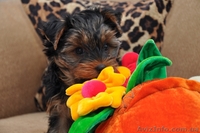 Девочка йоркширского терьера - <ro>Изображение</ro><ru>Изображение</ru> #1, <ru>Объявление</ru> #541848