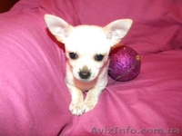 Очаровательная кроха чихуахуа для души и шоу - <ro>Изображение</ro><ru>Изображение</ru> #1, <ru>Объявление</ru> #532943