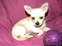 Очаровательная кроха чихуахуа для души и шоу - <ro>Изображение</ro><ru>Изображение</ru> #4, <ru>Объявление</ru> #532943