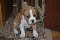 ПРОДАМ ЩЕНКОВ СТАФФОРШИРСКОГО ТЕРЬЕРА - <ro>Изображение</ro><ru>Изображение</ru> #6, <ru>Объявление</ru> #548105