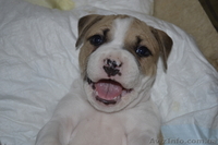 ПРОДАМ ЩЕНКОВ СТАФФОРШИРСКОГО ТЕРЬЕРА - <ro>Изображение</ro><ru>Изображение</ru> #3, <ru>Объявление</ru> #548105