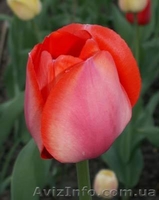 Продам тюльпаны к 8-му Марта!Киев - <ro>Изображение</ro><ru>Изображение</ru> #3, <ru>Объявление</ru> #555229