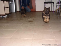 Немецкая овчарка. Высоко-породные щенки. - <ro>Изображение</ro><ru>Изображение</ru> #2, <ru>Объявление</ru> #251631
