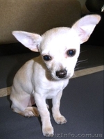 Очаровательная кроха чихуахуа для души и шоу - <ro>Изображение</ro><ru>Изображение</ru> #3, <ru>Объявление</ru> #532943