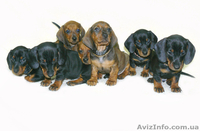 Стандартные г/ш таксы - <ro>Изображение</ro><ru>Изображение</ru> #1, <ru>Объявление</ru> #536975