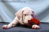 Роскошные щенки аргентинского дога - <ro>Изображение</ro><ru>Изображение</ru> #2, <ru>Объявление</ru> #546547