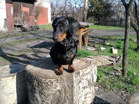 Стандартные г/ш таксы - <ro>Изображение</ro><ru>Изображение</ru> #3, <ru>Объявление</ru> #536975