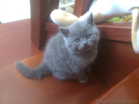 Продам чистокровную британскую кошечку - <ro>Изображение</ro><ru>Изображение</ru> #1, <ru>Объявление</ru> #547112