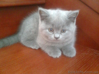 Продам чистокровную британскую кошечку - <ro>Изображение</ro><ru>Изображение</ru> #2, <ru>Объявление</ru> #547112