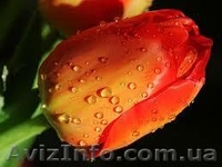 Продам тюльпаны к 8-му Марта!Киев - <ro>Изображение</ro><ru>Изображение</ru> #4, <ru>Объявление</ru> #555229