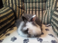 МИНИАТЮРНЫЕ КАРЛИКОВЫЕ КРОЛИКИ - <ro>Изображение</ro><ru>Изображение</ru> #2, <ru>Объявление</ru> #549523
