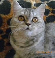 Перспективная кошечка эксклюзивного окраса - <ro>Изображение</ro><ru>Изображение</ru> #7, <ru>Объявление</ru> #524629