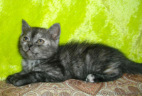 Перспективная кошечка эксклюзивного окраса - <ro>Изображение</ro><ru>Изображение</ru> #1, <ru>Объявление</ru> #524629