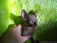 Голубоглазые канадики шикарных окрасов - <ro>Изображение</ro><ru>Изображение</ru> #4, <ru>Объявление</ru> #533833