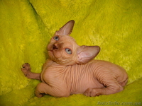 Голубоглазые канадики шикарных окрасов - <ro>Изображение</ro><ru>Изображение</ru> #1, <ru>Объявление</ru> #533833