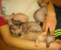 Голубоглазые канадики шикарных окрасов - <ro>Изображение</ro><ru>Изображение</ru> #5, <ru>Объявление</ru> #533833