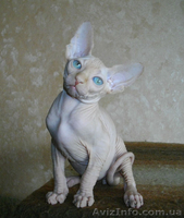 Голубоглазый мальчиш - <ro>Изображение</ro><ru>Изображение</ru> #1, <ru>Объявление</ru> #552928