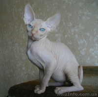 Голубоглазый мальчиш - <ro>Изображение</ro><ru>Изображение</ru> #2, <ru>Объявление</ru> #552928