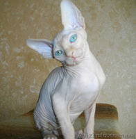 Голубоглазый мальчиш - <ro>Изображение</ro><ru>Изображение</ru> #5, <ru>Объявление</ru> #552928