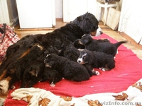 Продаются щенки бернского зенненхунда (бернская овчарка) - <ro>Изображение</ro><ru>Изображение</ru> #1, <ru>Объявление</ru> #536629