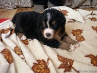 Продаются щенки бернского зенненхунда (бернская овчарка) - <ro>Изображение</ro><ru>Изображение</ru> #2, <ru>Объявление</ru> #536629
