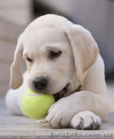 лабрадор ретривер щенки 1 мес палевого окраса - <ro>Изображение</ro><ru>Изображение</ru> #2, <ru>Объявление</ru> #548890