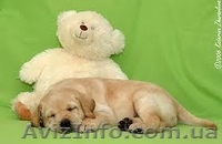 лабрадор ретривер щенки 1 мес палевого окраса - <ro>Изображение</ro><ru>Изображение</ru> #3, <ru>Объявление</ru> #548890