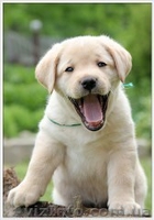лабрадор ретривер щенки 1 мес палевого окраса - <ro>Изображение</ro><ru>Изображение</ru> #4, <ru>Объявление</ru> #548890