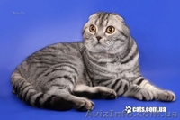 Перспективная кошечка эксклюзивного окраса - <ro>Изображение</ro><ru>Изображение</ru> #4, <ru>Объявление</ru> #524629