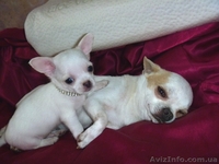 Чихуахуа очаровательные мини малыши .Доставка  - <ro>Изображение</ro><ru>Изображение</ru> #1, <ru>Объявление</ru> #459412