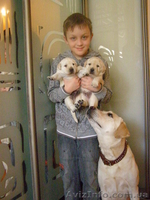 Щенки Лабрадора метро Харьковская ул.Бажана - <ro>Изображение</ro><ru>Изображение</ru> #2, <ru>Объявление</ru> #548880