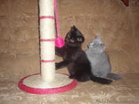 Продам шотландских котят . - <ro>Изображение</ro><ru>Изображение</ru> #2, <ru>Объявление</ru> #544789