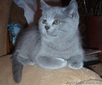 Продам шотландских котят . - <ro>Изображение</ro><ru>Изображение</ru> #4, <ru>Объявление</ru> #544789