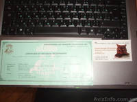 Продам шотландских котят . - <ro>Изображение</ro><ru>Изображение</ru> #5, <ru>Объявление</ru> #544789