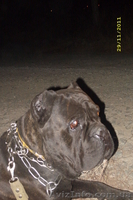 щенки Кане корсо итальяно - <ro>Изображение</ro><ru>Изображение</ru> #2, <ru>Объявление</ru> #528798