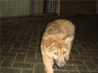 Друг-телохранитель, метис кавказкой овчарки, 3 мес - <ro>Изображение</ro><ru>Изображение</ru> #3, <ru>Объявление</ru> #411196