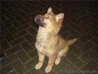 Друг-телохранитель, метис кавказкой овчарки, 3 мес - <ro>Изображение</ro><ru>Изображение</ru> #2, <ru>Объявление</ru> #411196