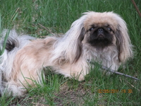 Продаётся щенок пекинеса, кобель, цвет шиншилла, документы КСУ, д. р. 20.03.12. - <ro>Изображение</ro><ru>Изображение</ru> #3, <ru>Объявление</ru> #594511